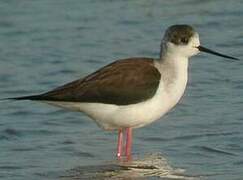 Black-winged Stilt