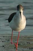 Black-winged Stilt