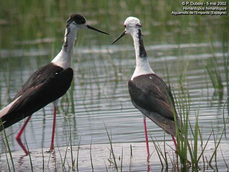 Black-winged Stilt