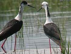 Black-winged Stilt