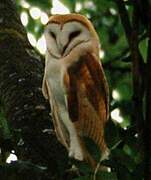 Western Barn Owl