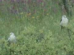 Black-winged Kite