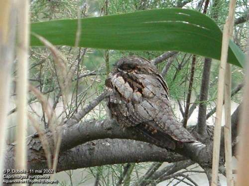 European Nightjar