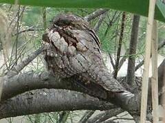 European Nightjar