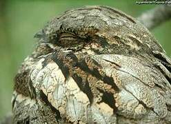 European Nightjar