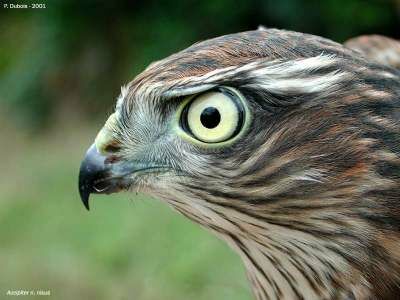 Eurasian Sparrowhawk