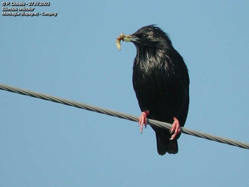 Spotless Starling