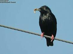 Spotless Starling