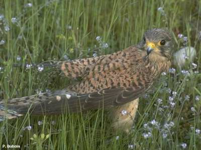 Common Kestrel