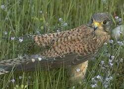 Common Kestrel