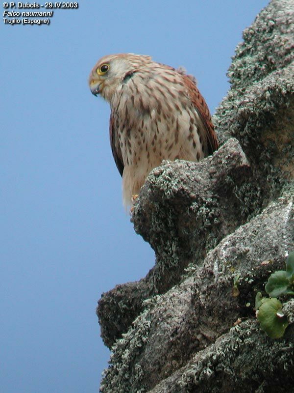 Lesser Kestrel