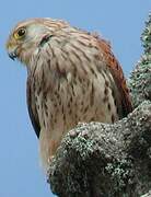 Lesser Kestrel