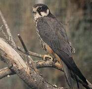 Eurasian Hobby