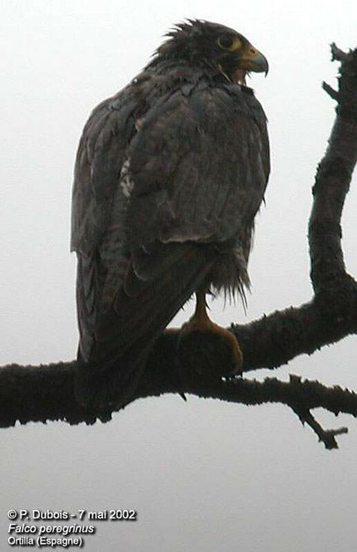 Peregrine Falcon