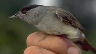 Eurasian Blackcap