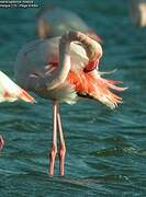 Flamant rose