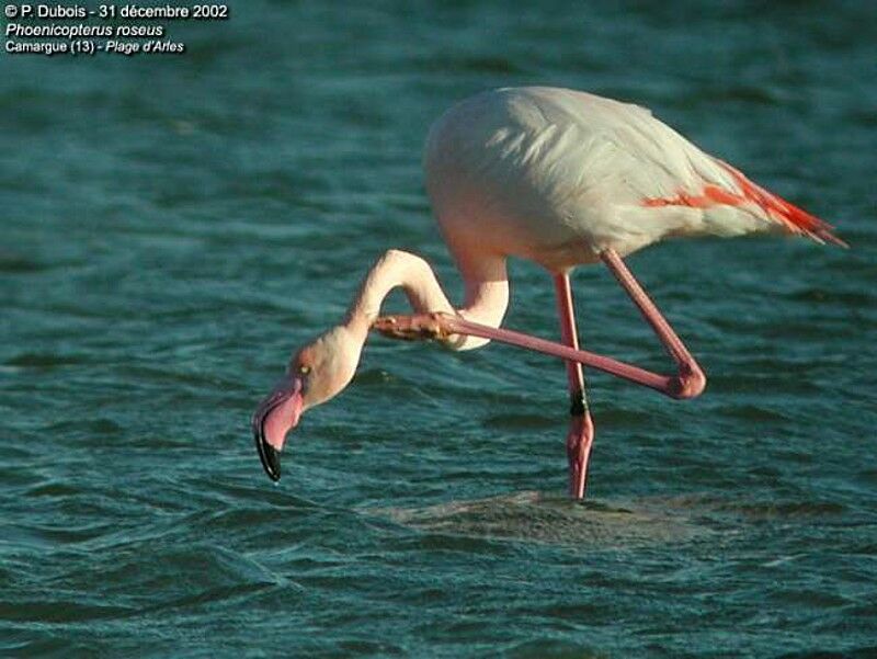 Greater Flamingo