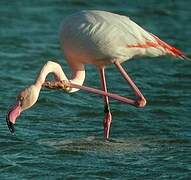 Flamant rose