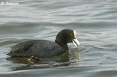 Eurasian Coot