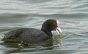 Eurasian Coot