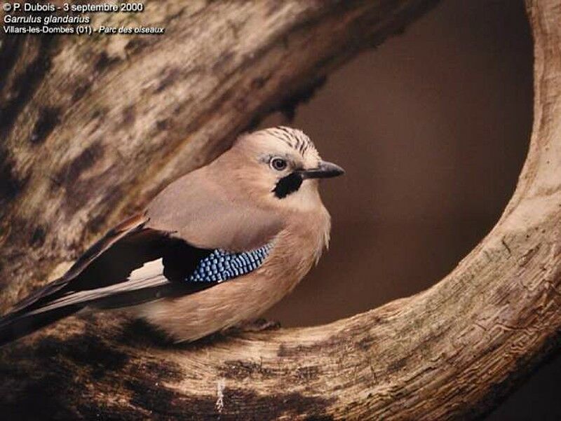 Eurasian Jay