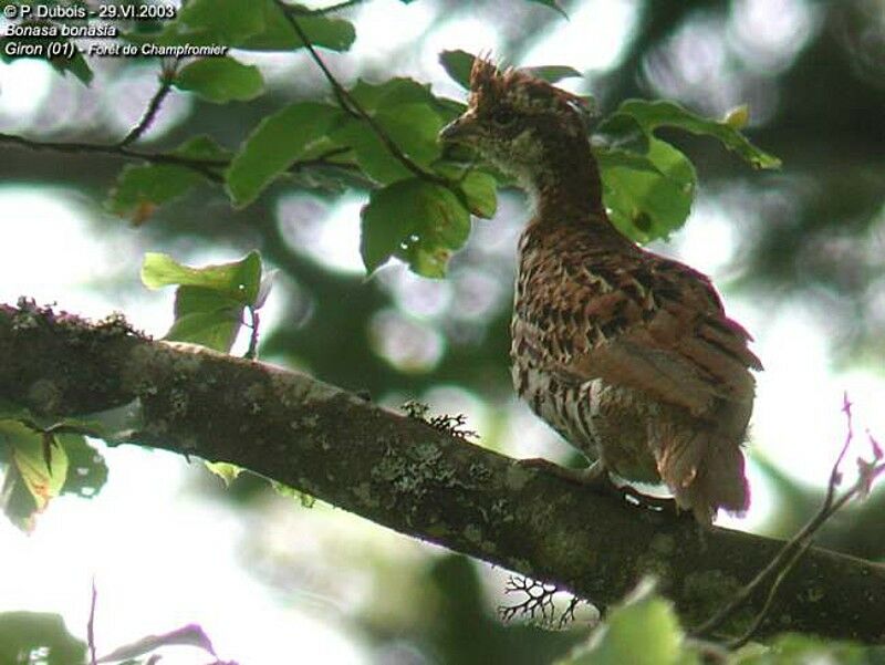 Hazel Grouse