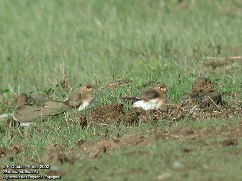 Collared Pratincole