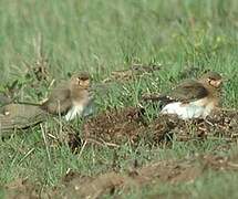 Collared Pratincole