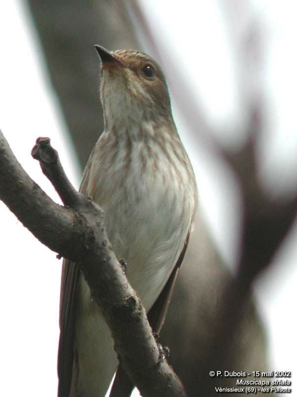 Spotted Flycatcher