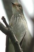 Spotted Flycatcher