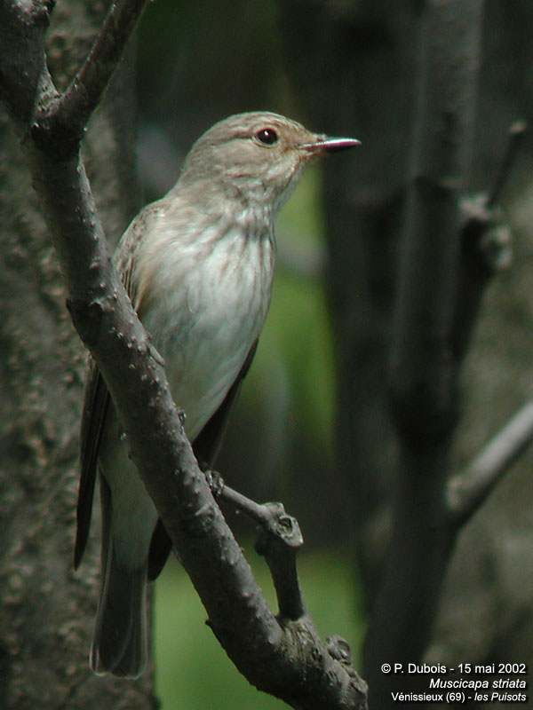 Spotted Flycatcher