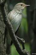 Spotted Flycatcher