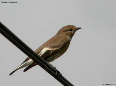 European Pied Flycatcher