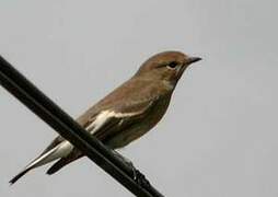 European Pied Flycatcher