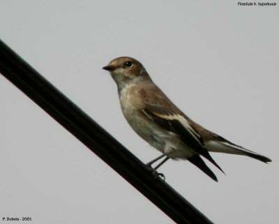 European Pied Flycatcher