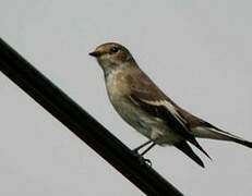 European Pied Flycatcher