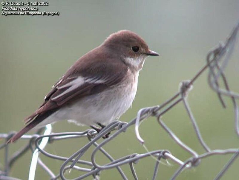 European Pied Flycatcher