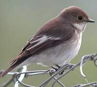 European Pied Flycatcher