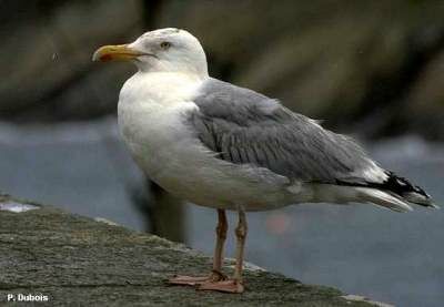 European Herring Gull