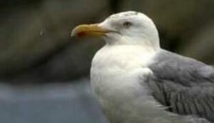 European Herring Gull