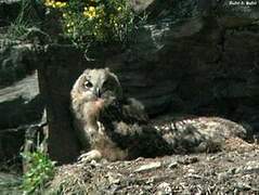 Eurasian Eagle-Owl