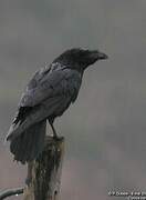 Northern Raven