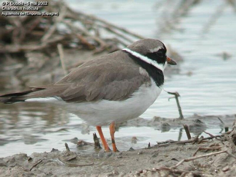 Common Ringed Plover