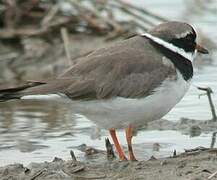 Common Ringed Plover