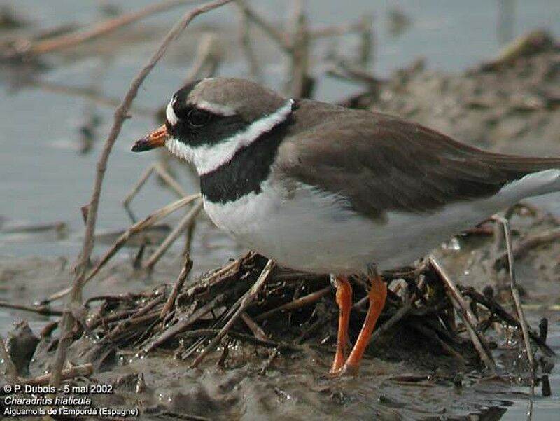 Common Ringed Plover