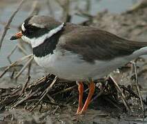 Common Ringed Plover