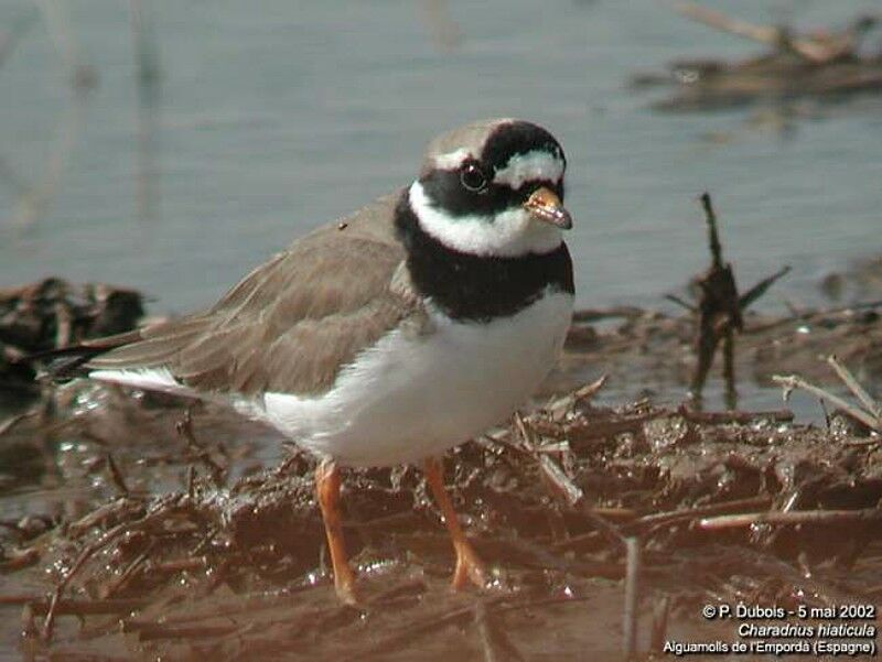 Common Ringed Plover