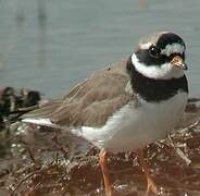 Common Ringed Plover