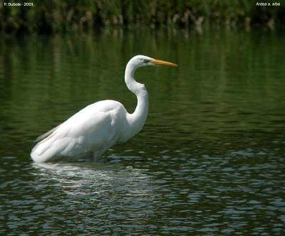 Grande Aigrette