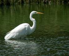 Grande Aigrette